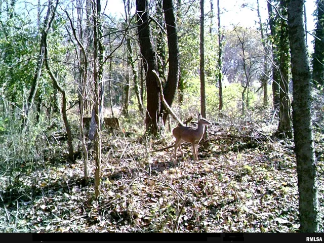 $29,500 | 0 State Highway, Unit 811N, West Frankfort, IL 62896