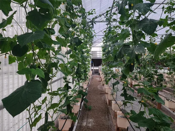 a plant that is in a garden