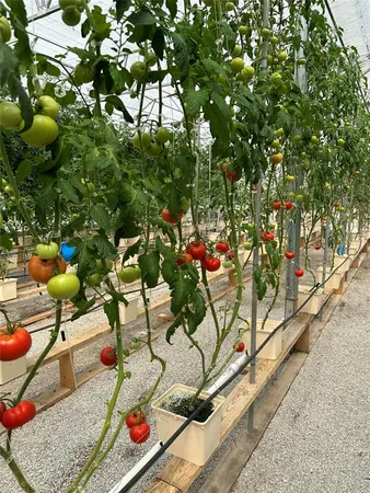 a picture of flowers