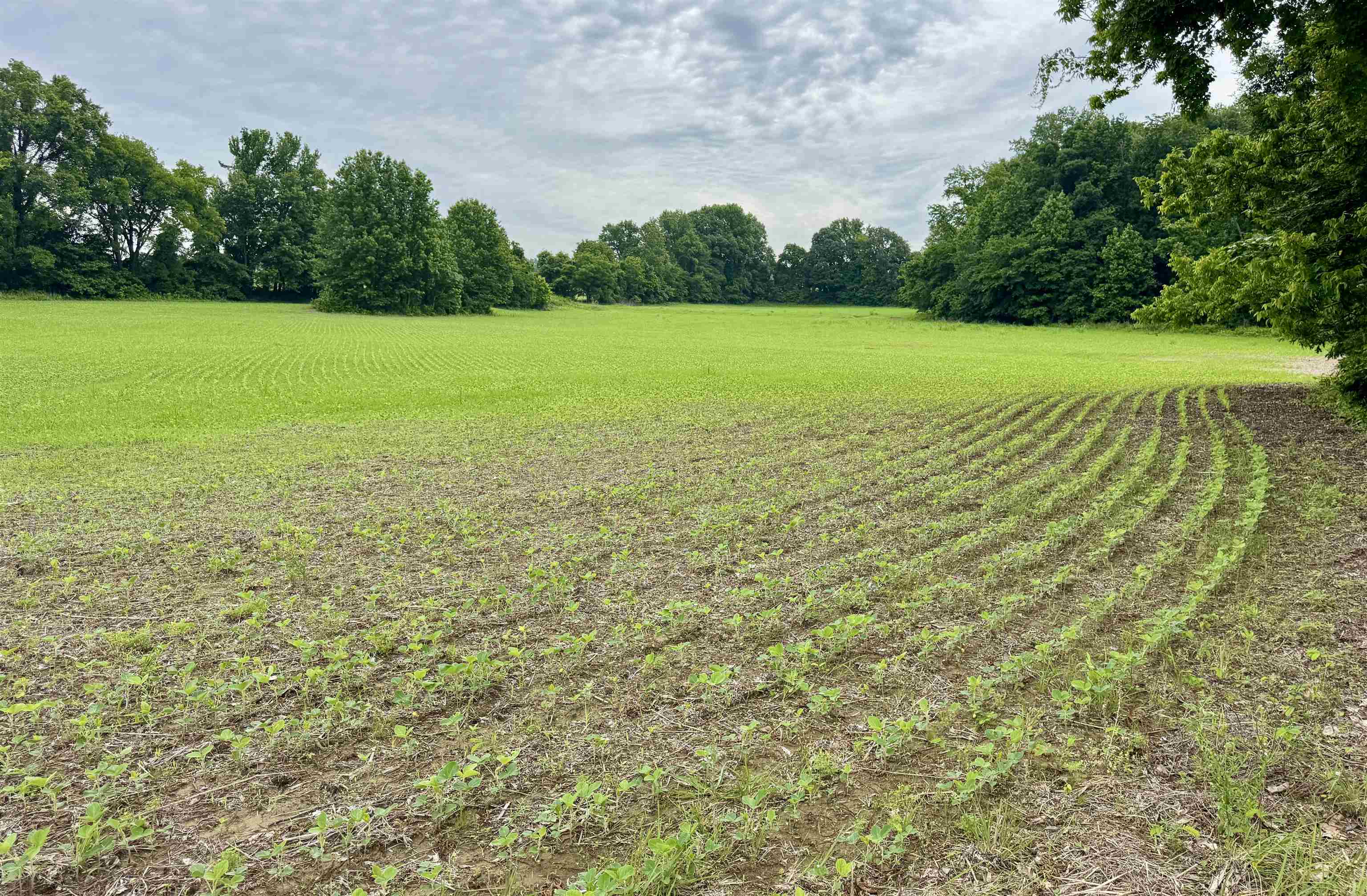 1150 Willie Paris Road Ripley, TN 38063 - Photo 2 of 27
