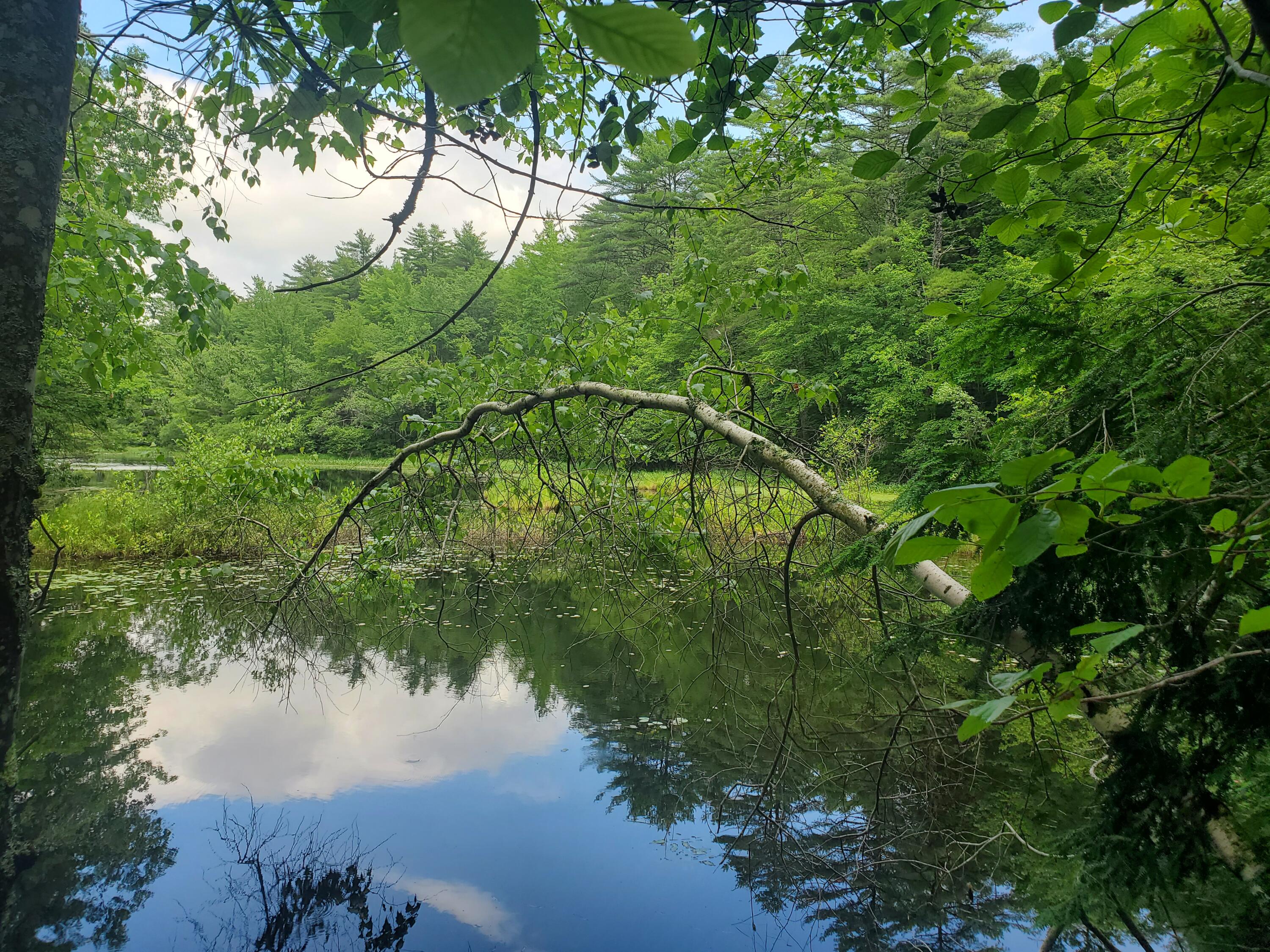 Lot #36 Beaver Brook Road Limerick, ME 04048 - Photo 18 of 18 20260626_134619