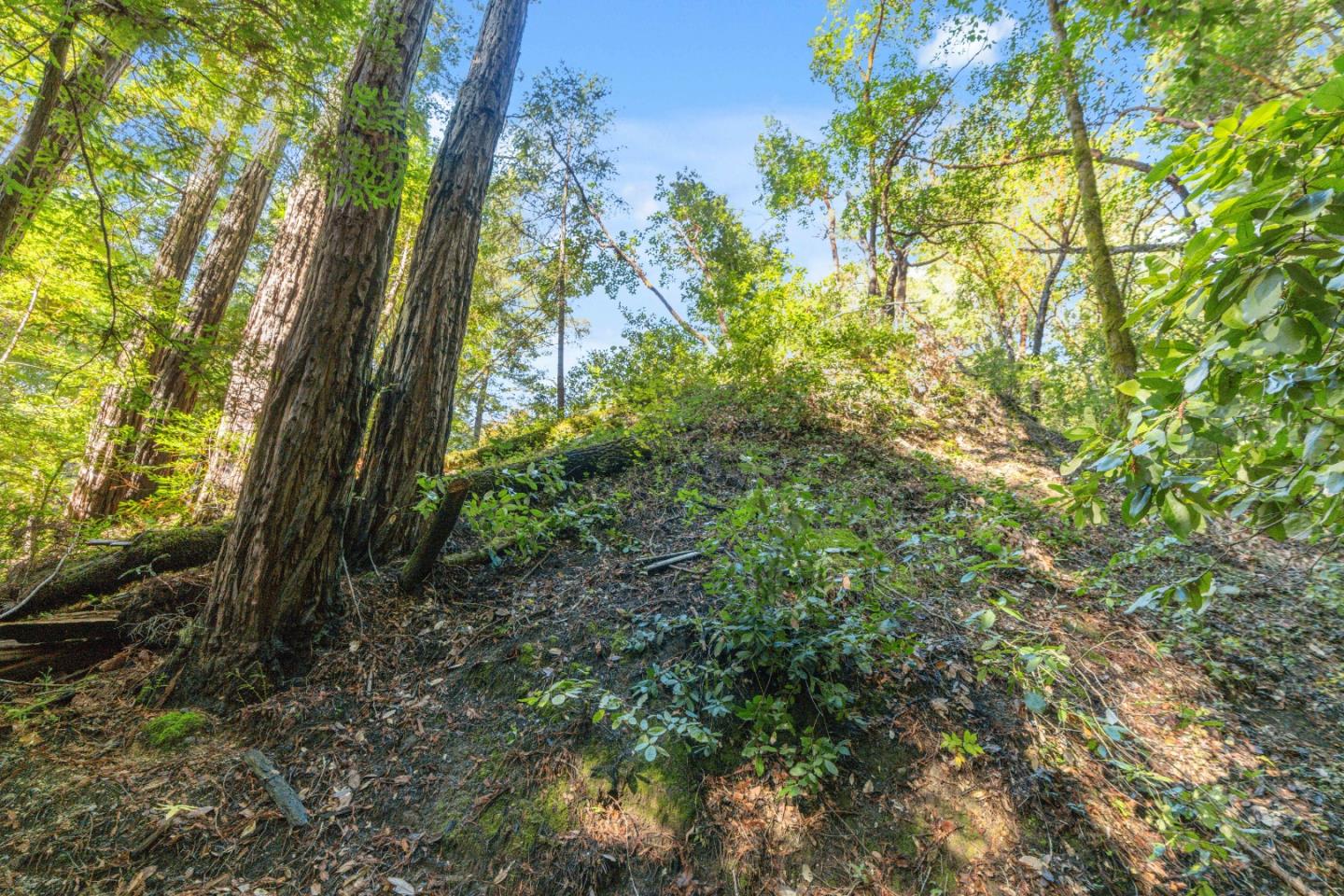 1 Lompico Road Felton, CA 95018 - Photo 5 of 6 a view of forest