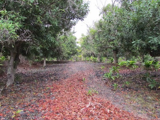 88-2512 Milolii Road Captain Cook, HI 96704 - Photo 1 of 24 a view of a yard with a tree
