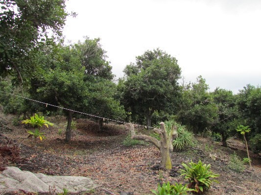 88-2512 Milolii Road Captain Cook, HI 96704 - Photo 16 of 24 a view of forest