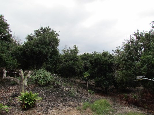 88-2512 Milolii Road Captain Cook, HI 96704 - Photo 17 of 24 a view of a garden with trees in the background