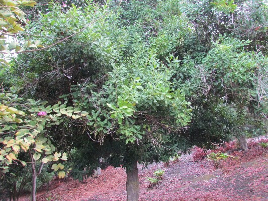 88-2512 Milolii Road Captain Cook, HI 96704 - Photo 18 of 24 a picture of trees