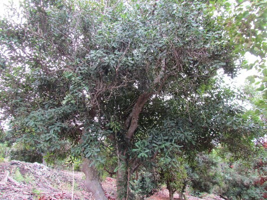 88-2512 Milolii Road Captain Cook, HI 96704 - Photo 20 of 24 a view of a tree in a yard