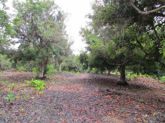 88-2512 Milolii Road Captain Cook, HI 96704 - Photo 22 of 24 a view of a yard with plants and trees