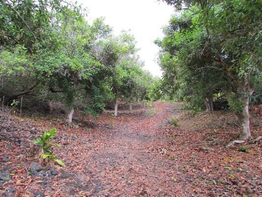 88-2512 Milolii Road Captain Cook, HI 96704 - Photo 23 of 24 a view of a forest with trees in the background