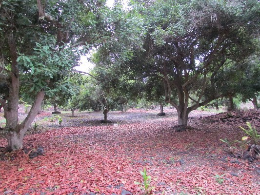 88-2512 Milolii Road Captain Cook, HI 96704 - Photo 24 of 24 a view of a yard with lots of trees