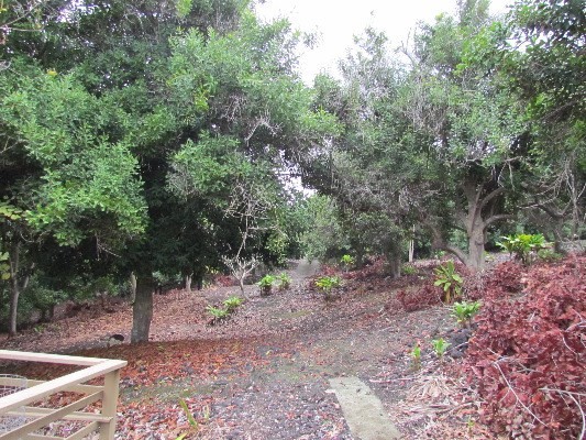 88-2512 Milolii Road Captain Cook, HI 96704 - Photo 3 of 24 a view of a forest filled with trees