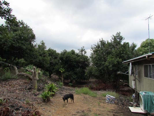 88-2512 Milolii Road Captain Cook, HI 96704 - Photo 5 of 24 a view of backyard with outdoor seating and green space