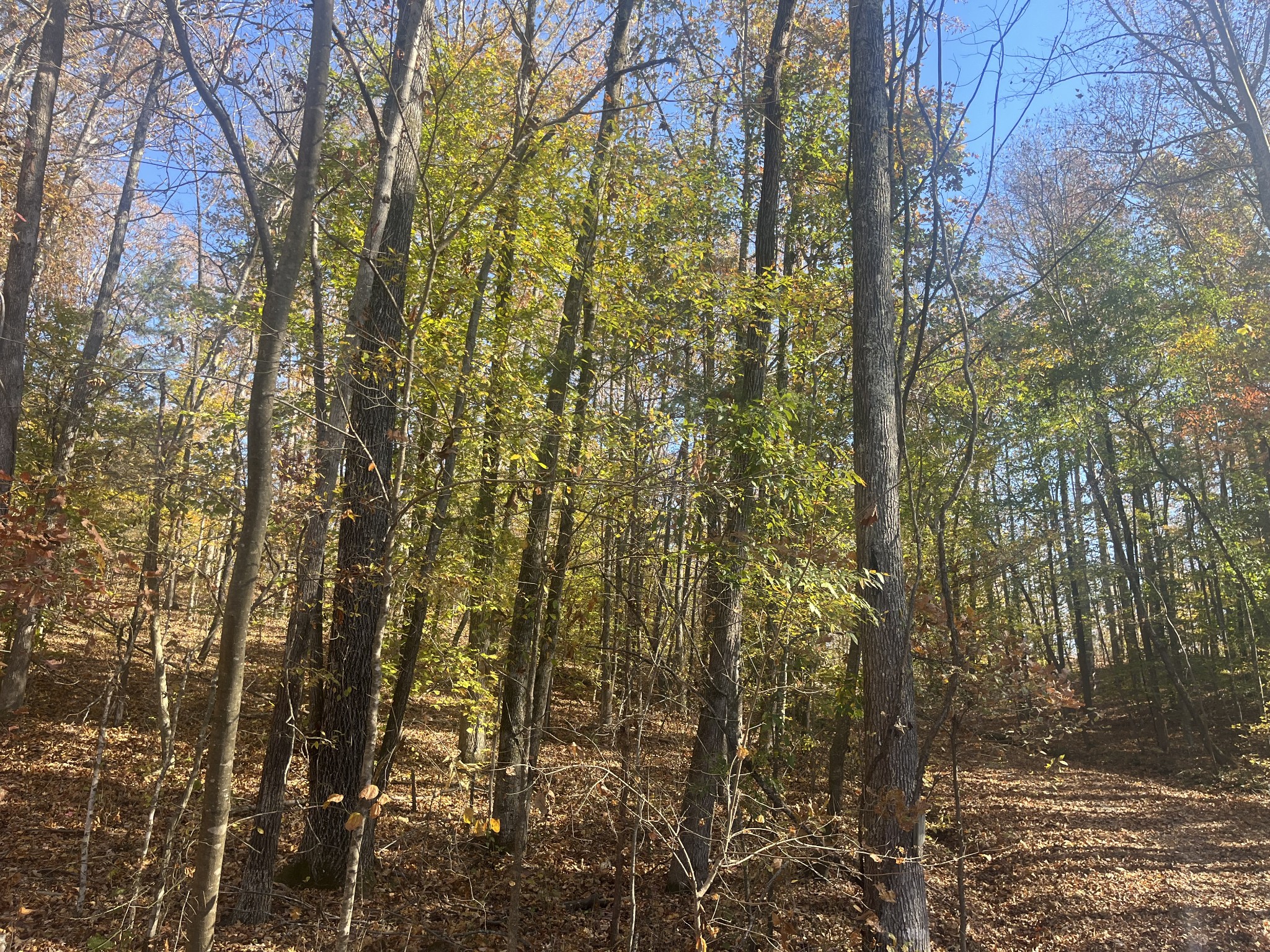 0 Arrowhead Circle Parsons, TN 38363 - Photo 3 of 5