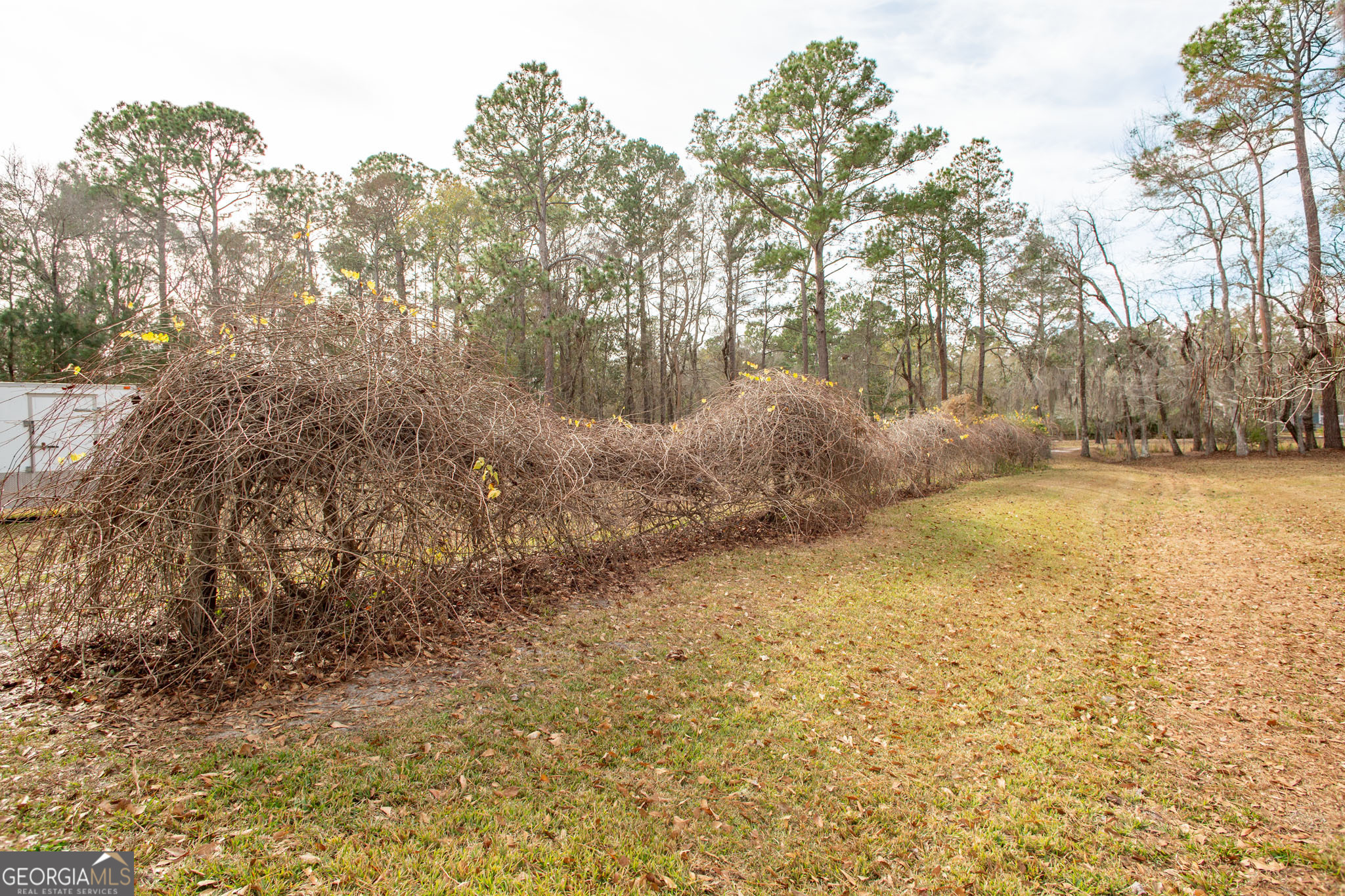 5084 White Hall Church Road Waycross, GA 31503 - Photo 41 of 41 a view of yard with trees