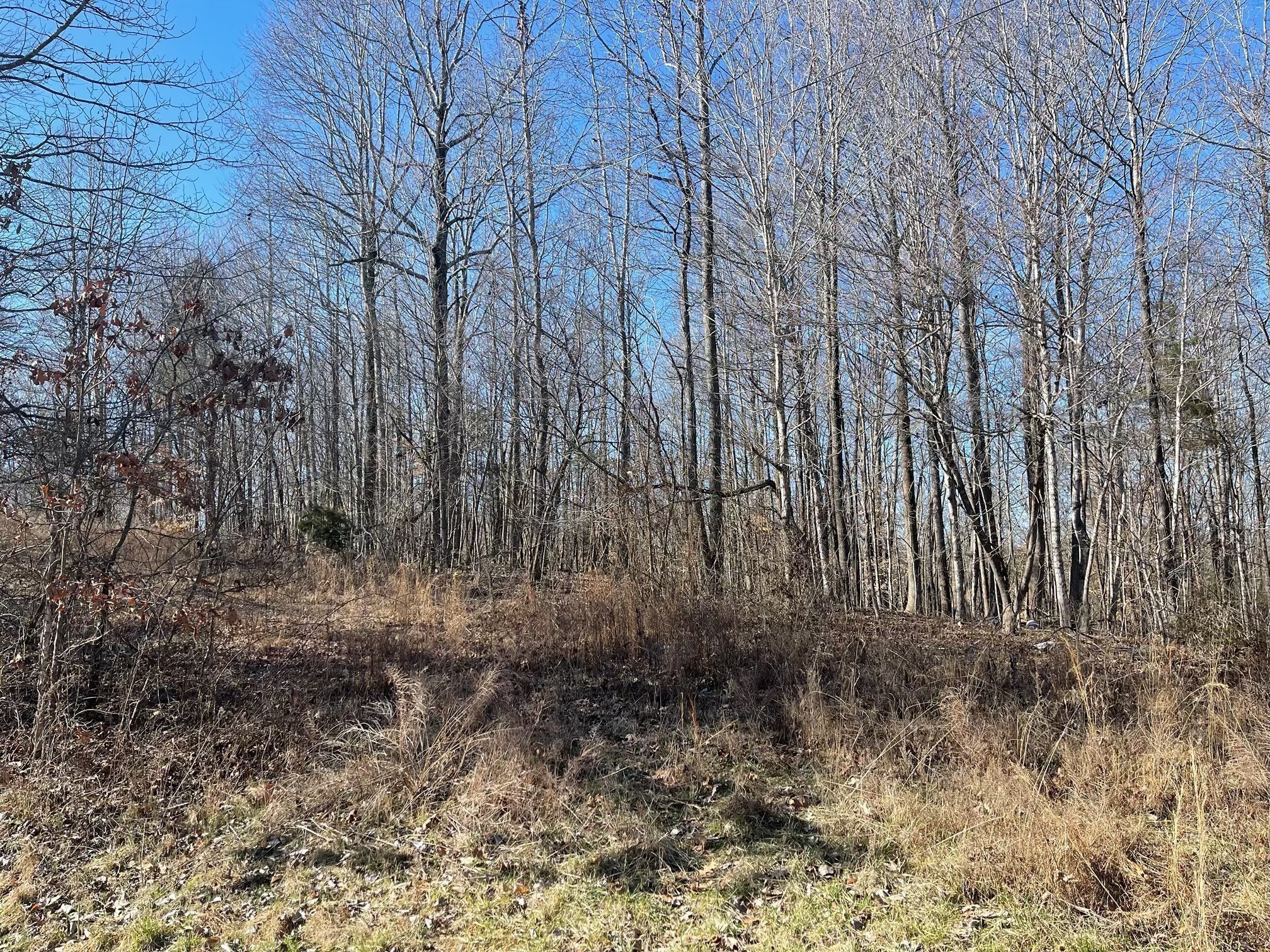 0 Chandler Road Woodlawn, TN 37191 - Photo 3 of 4 a view of backyard with green space