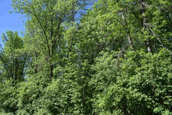 $55,000 | 10-xx West Bigelow Street, Washburn, WI 54891
