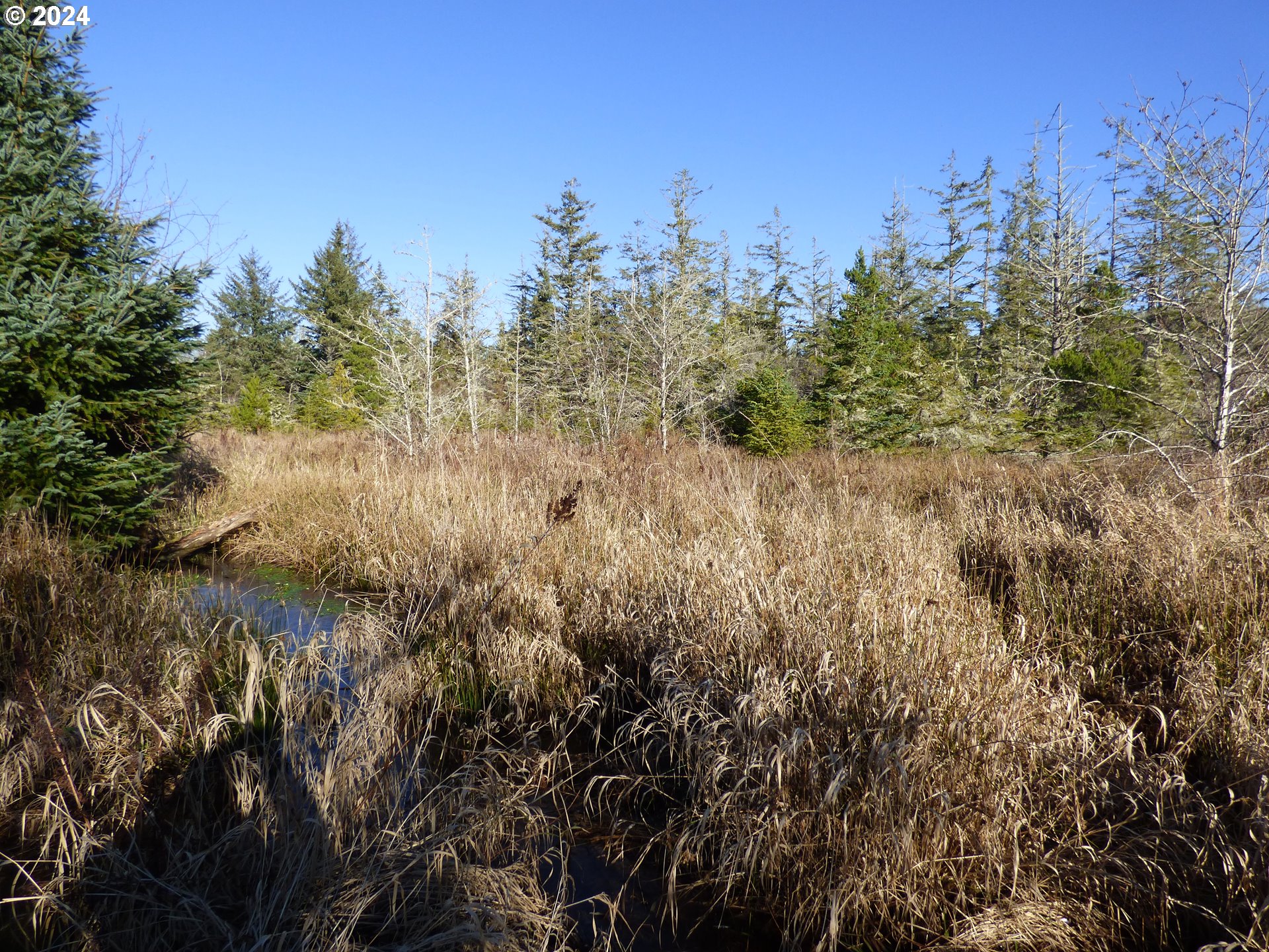 Mccormick Garden Road Gearhart, OR 97138 - Photo 14 of 17 a view of a tree in a field of a house
