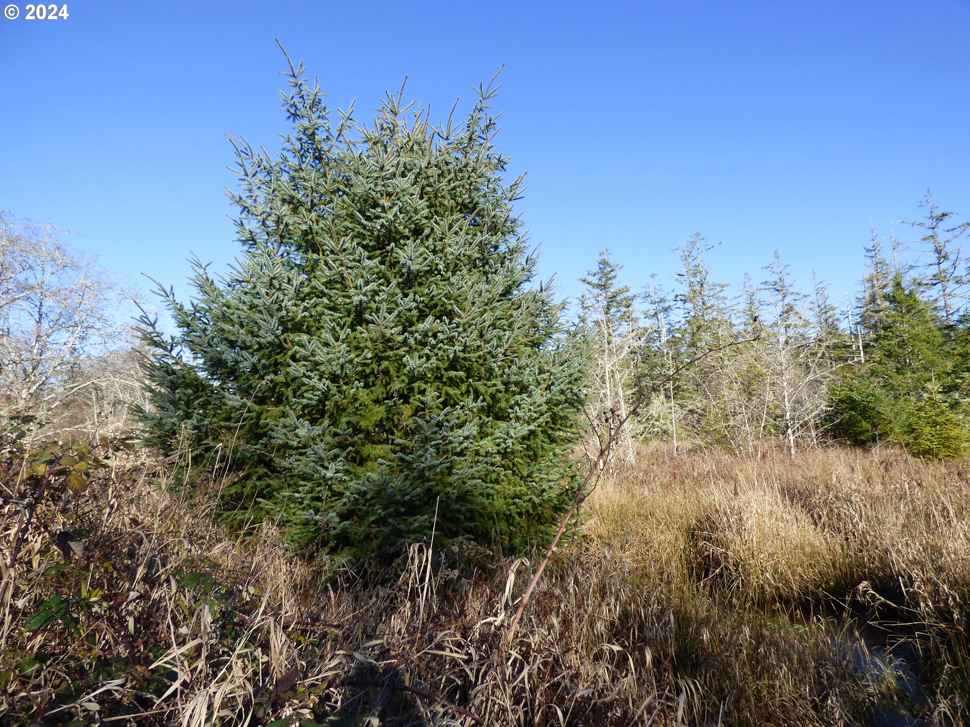 Mccormick Garden Road Gearhart, OR 97138 - Photo 15 of 17 a view of a lush green space