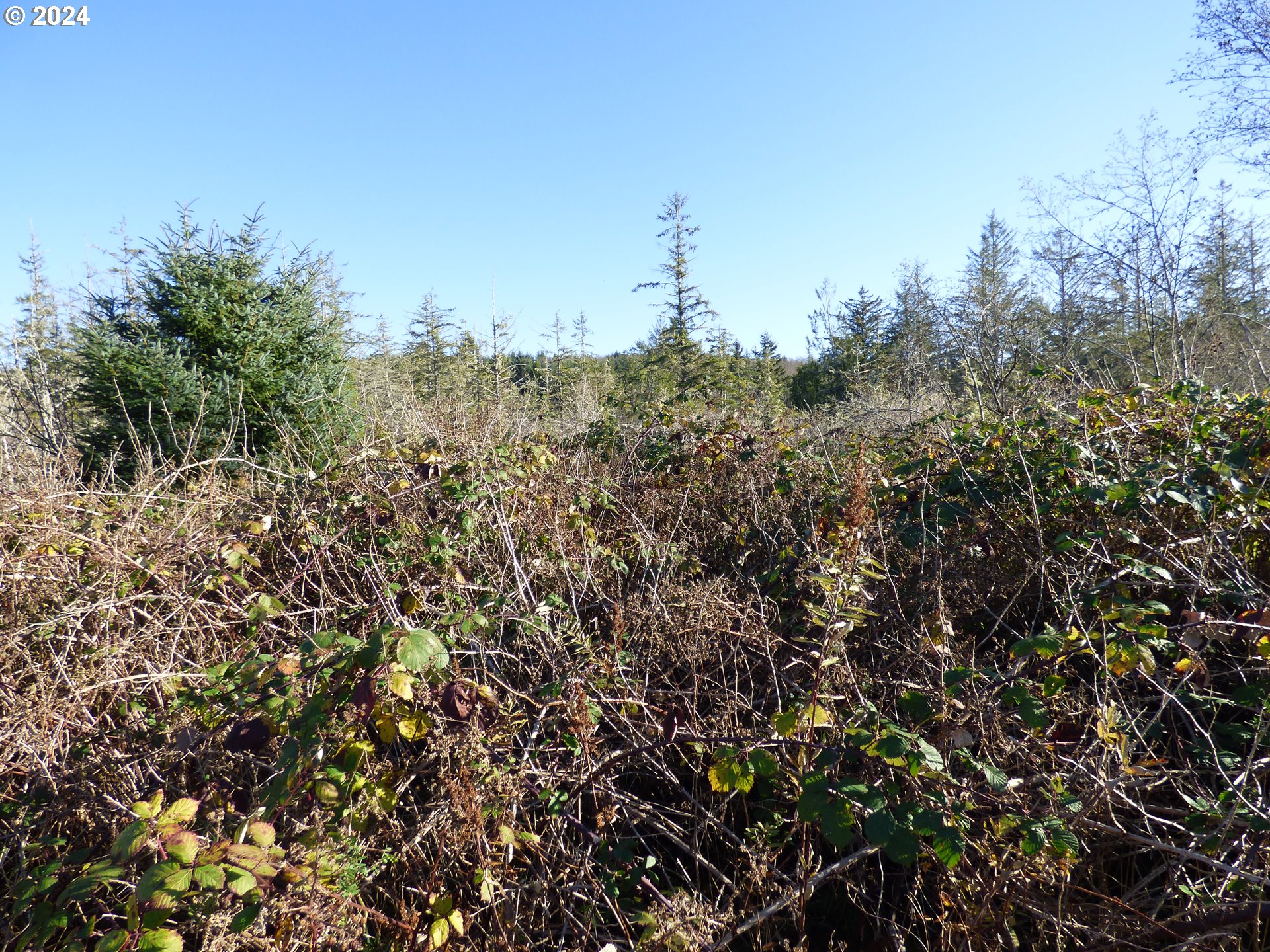 Mccormick Garden Road Gearhart, OR 97138 - Photo 17 of 17 a view of a field of grass and trees