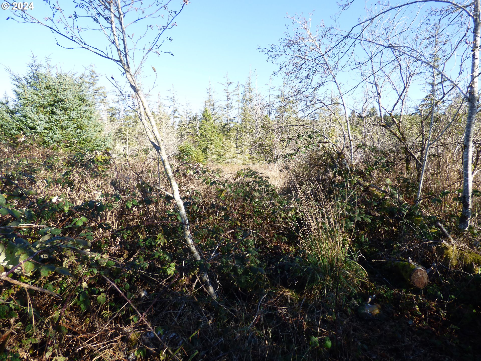Mccormick Garden Road Gearhart, OR 97138 - Photo 10 of 17 a view of a forest with lots of trees