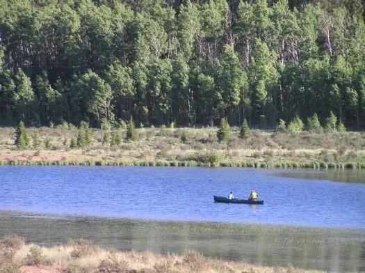 a view of yard with trees