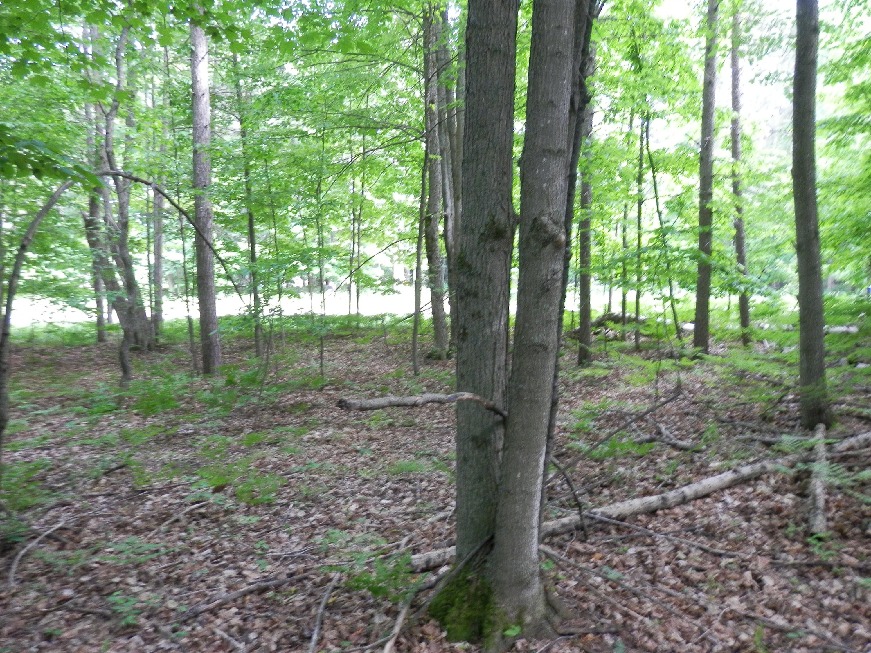 Ranger Lake Road Gaylord, MI 49735 - Photo 6 of 11 Gallery Image 6