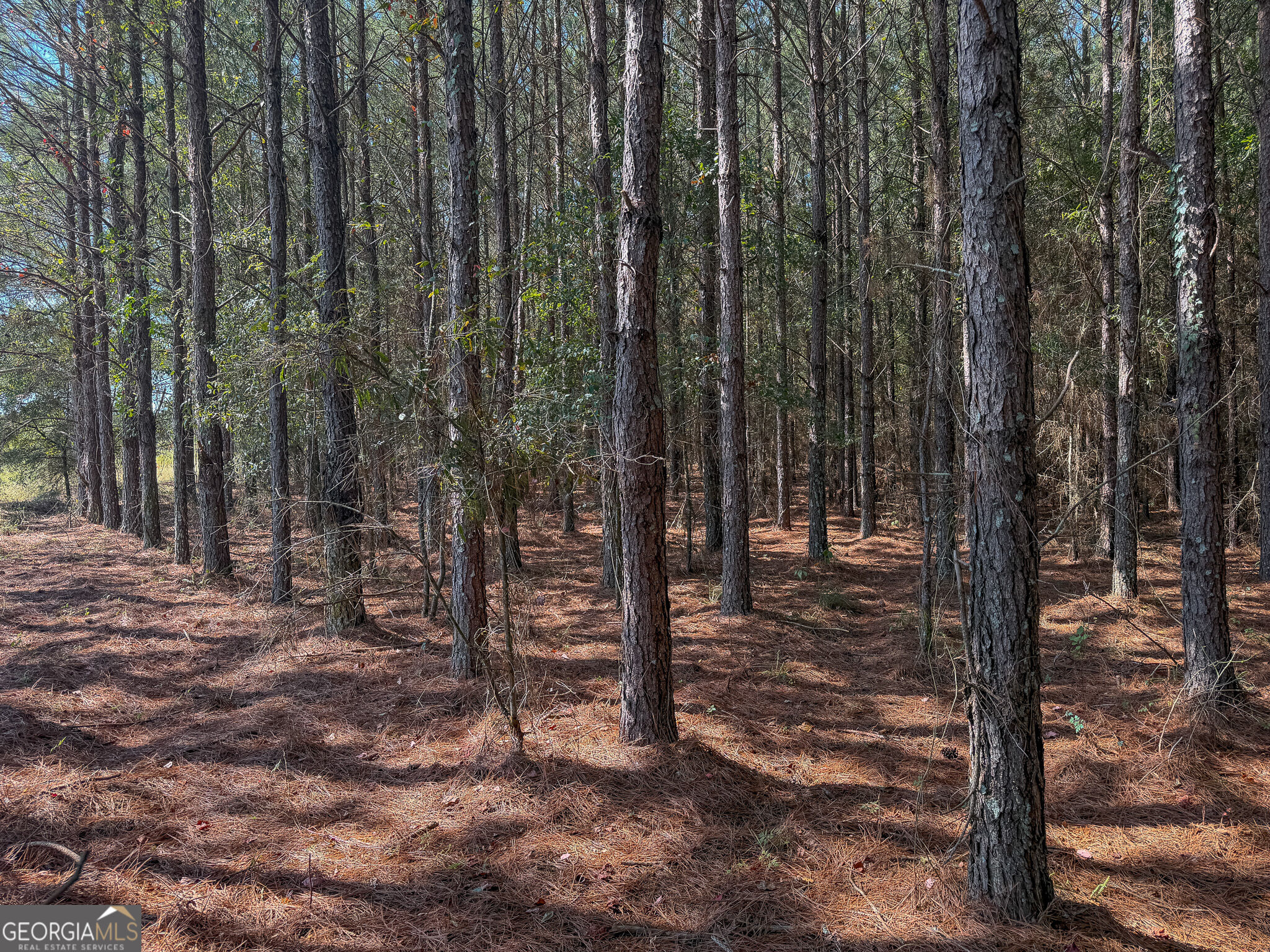 0 Sam Bradley Road Americus, GA 31709 - Photo 4 of 37 Gallery Image 4
