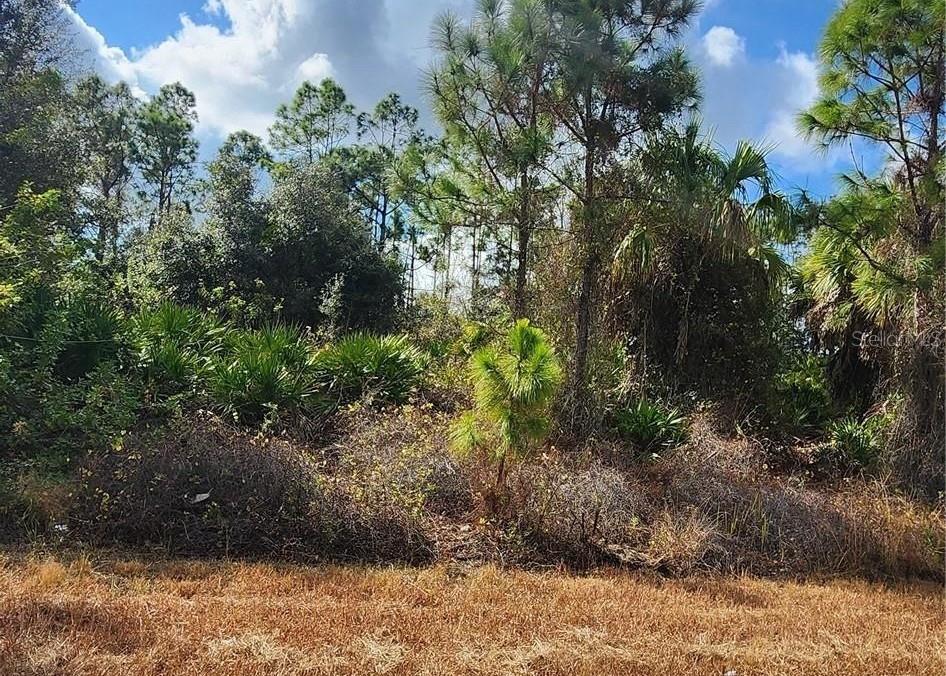 a view of a yard with plants and large trees
