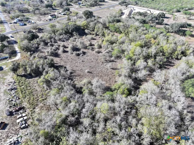 a view of a forest with a tree