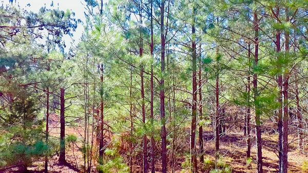 $60,000 | 0 Loon Road, Barnwell, SC 29812