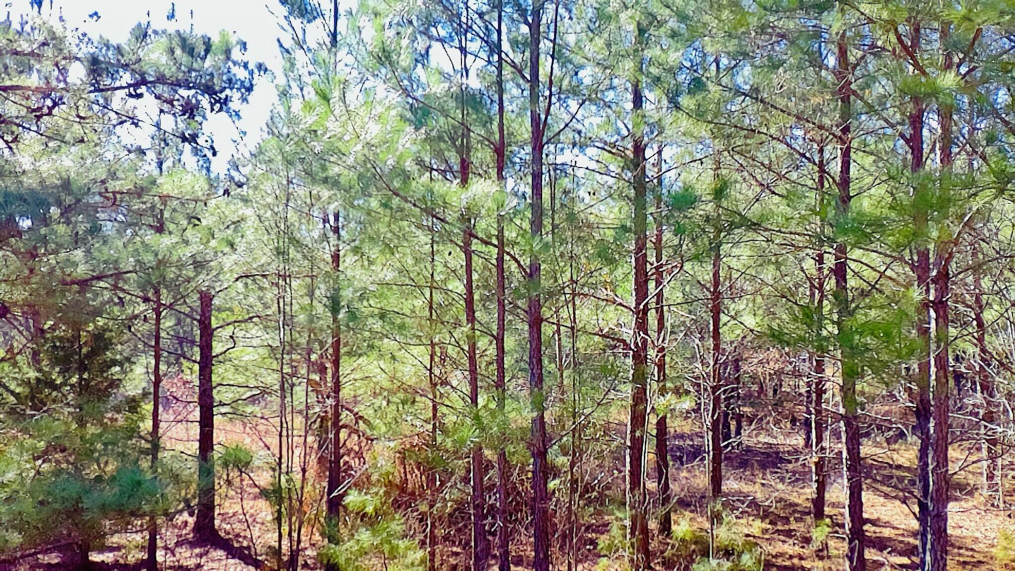 0 Loon Road Barnwell, SC 29812 - Photo 2 of 8 tempImagezA0y29