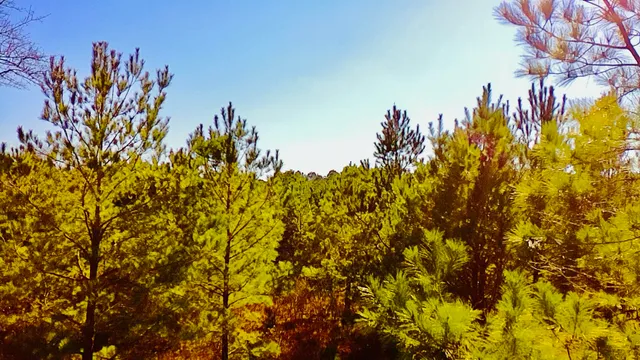 $65,000 | 0 Loon Road, Barnwell, SC 29812