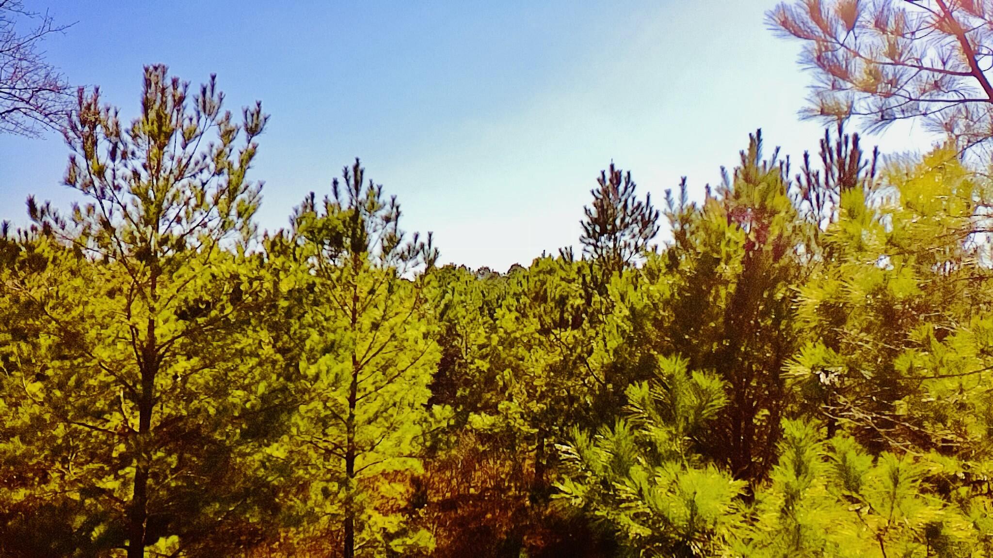 0 Loon Road Barnwell, SC 29812 - Photo 3 of 8 tempImagehhnBh6