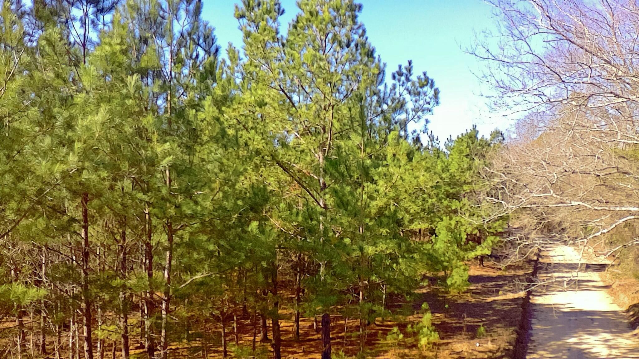 0 Loon Road Barnwell, SC 29812 - Photo 4 of 8 tempImageI7uO87