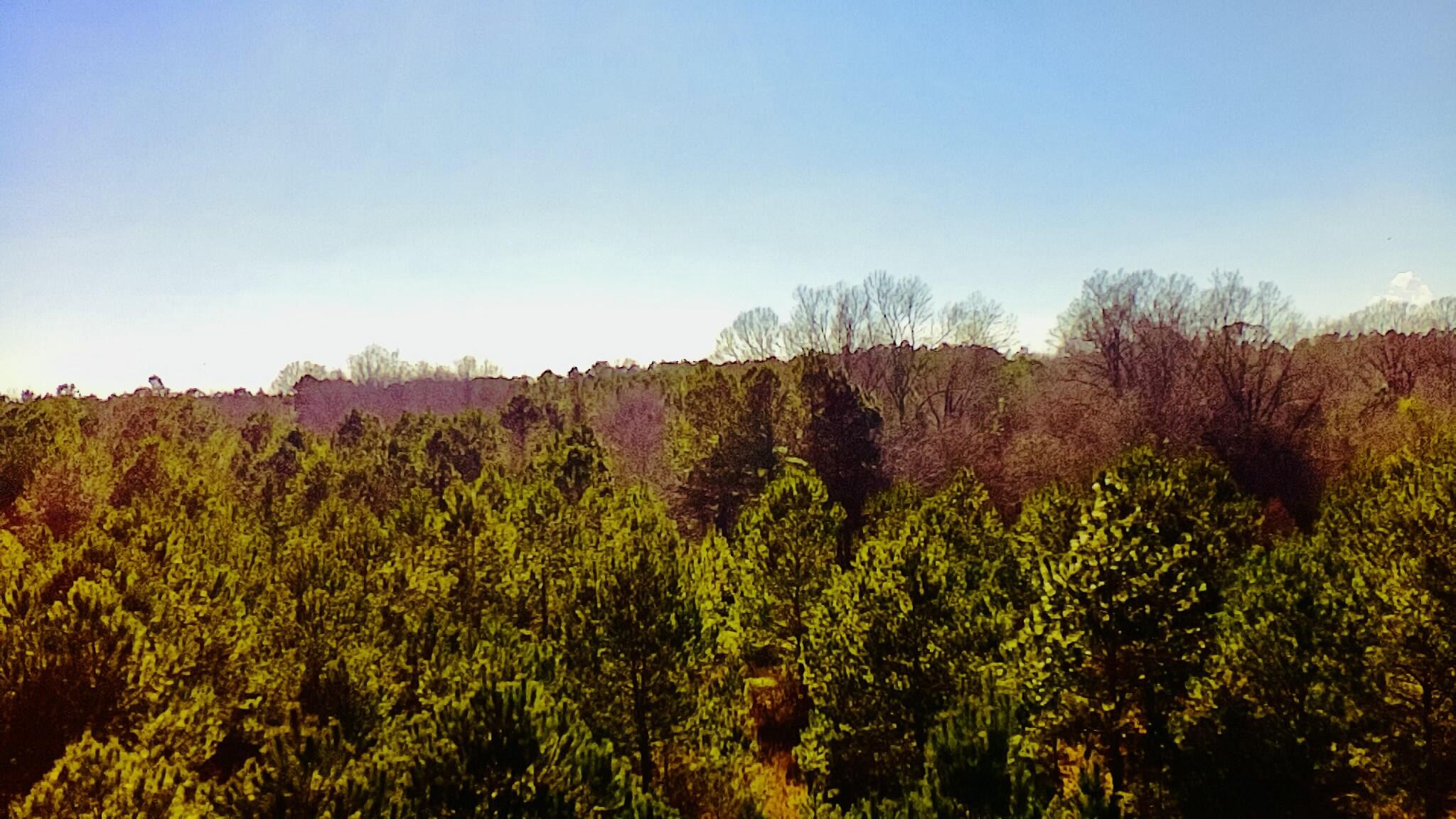 0 Loon Road Barnwell, SC 29812 - Photo 5 of 8 tempImagenKvSfS