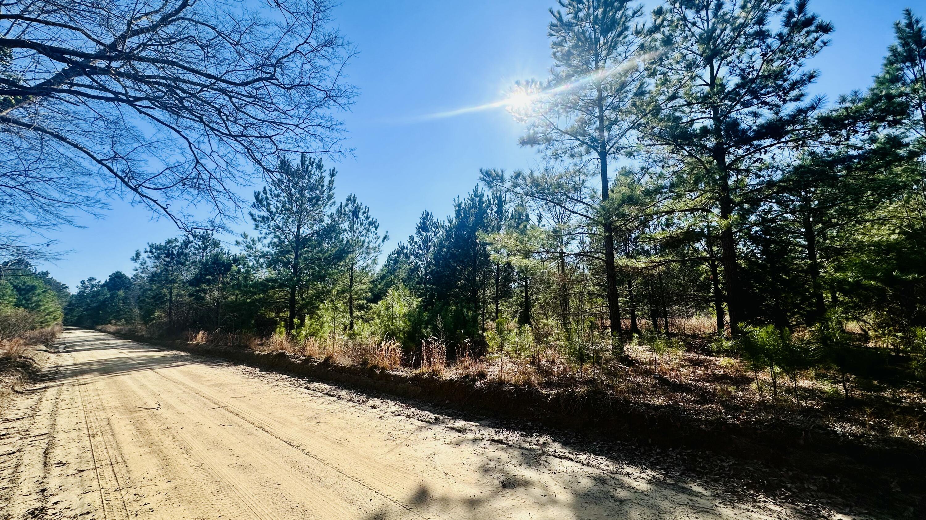 0 Loon Road Barnwell, SC 29812 - Photo 6 of 8 Barnwell LAnd Listing photosIMG_7524