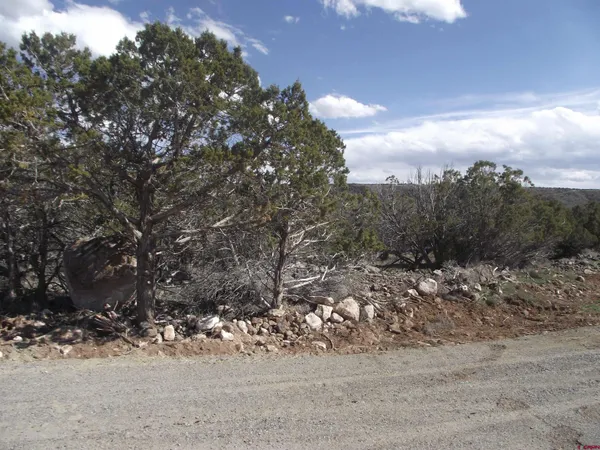 a view of a dry yard with wooden fence