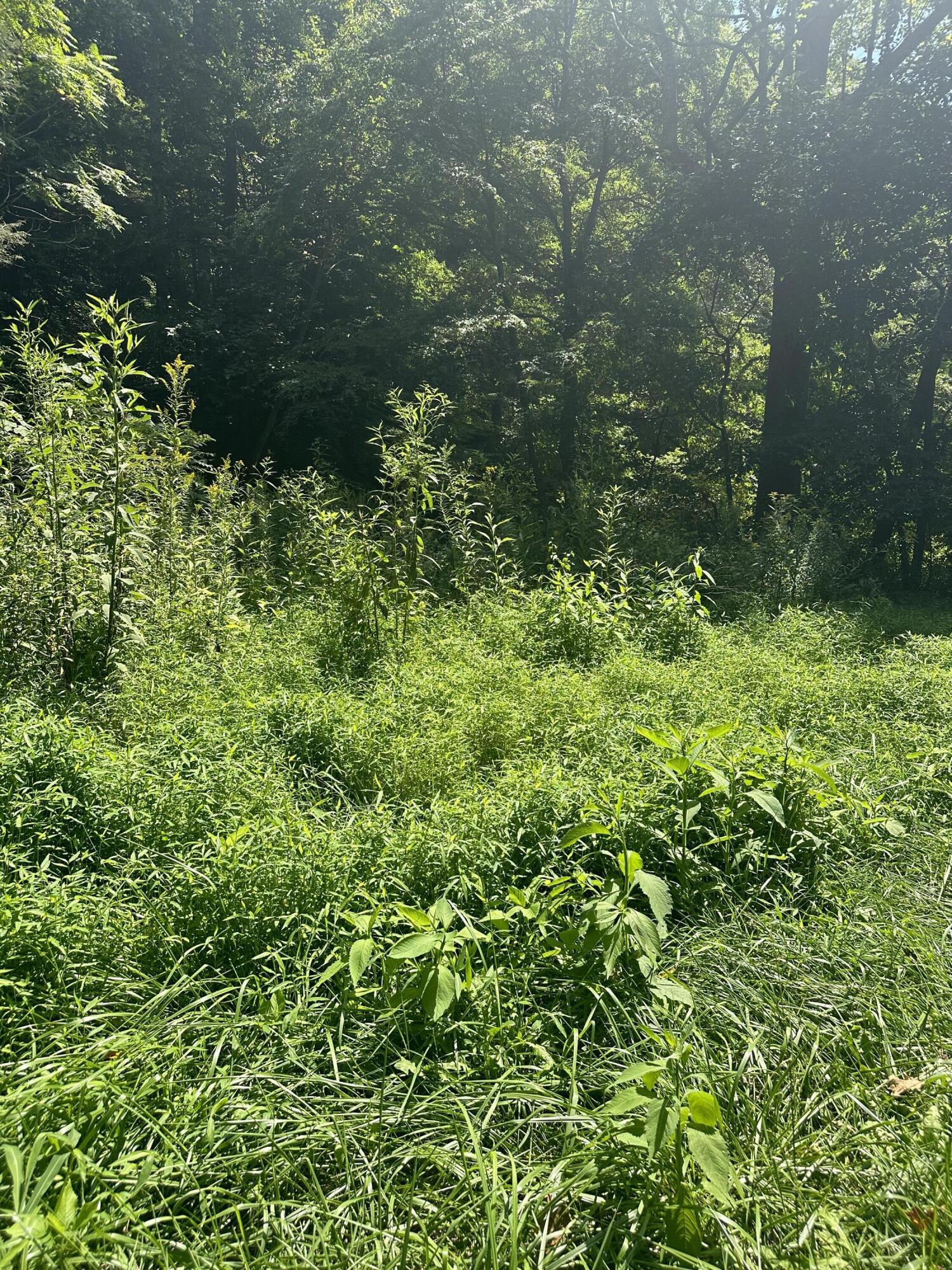 0 Callaway Road Callaway, VA 24067 - Photo 2 of 4 a view of a garden