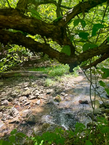 a view of a yard with a tree