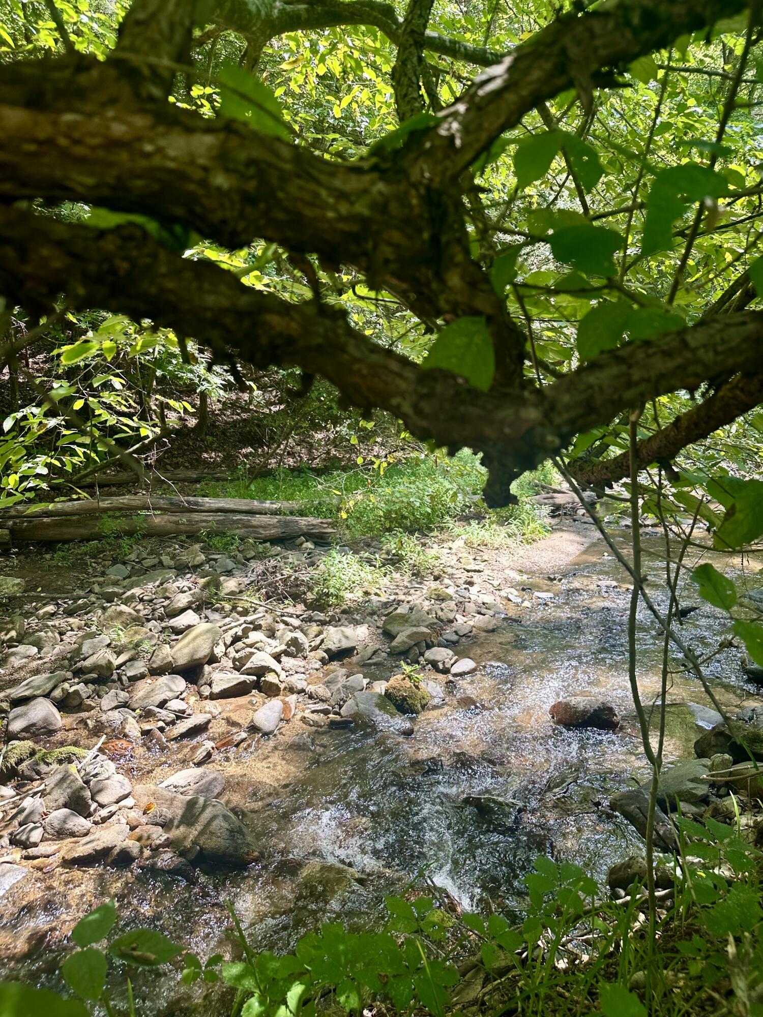 0 Callaway Road Callaway, VA 24067 - Photo 3 of 4 a view of a yard with a tree