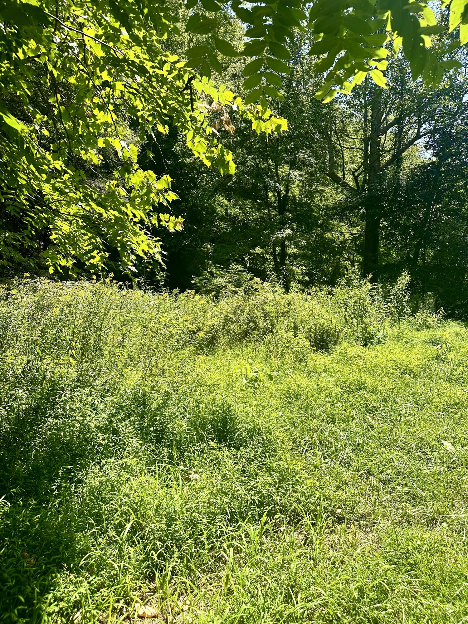0 Callaway Road Callaway, VA 24067 - Photo 4 of 4 a view of a lush green space