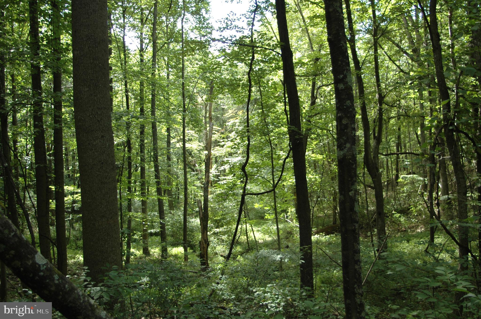 444 Scrabble Road Castleton, VA 22716 - Photo 21 of 39