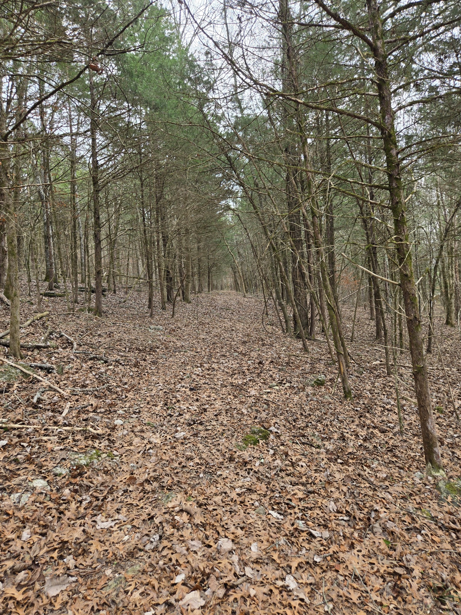 329 Cavender Road Woodbury, TN 37190 - Photo 23 of 41 a view of a yard with trees in the background