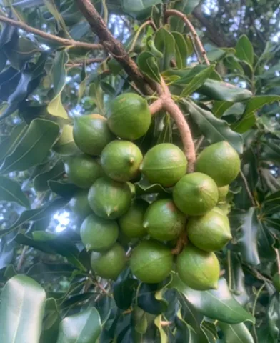 $1,990,000 | 1 None, Pahala, HI 96777