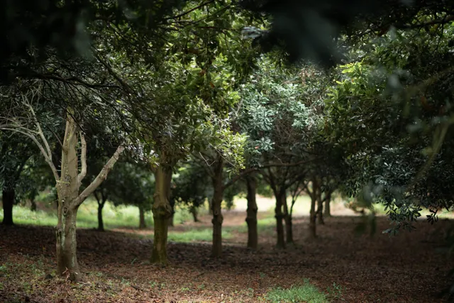 $1,990,000 | 1 None, Pahala, HI 96777