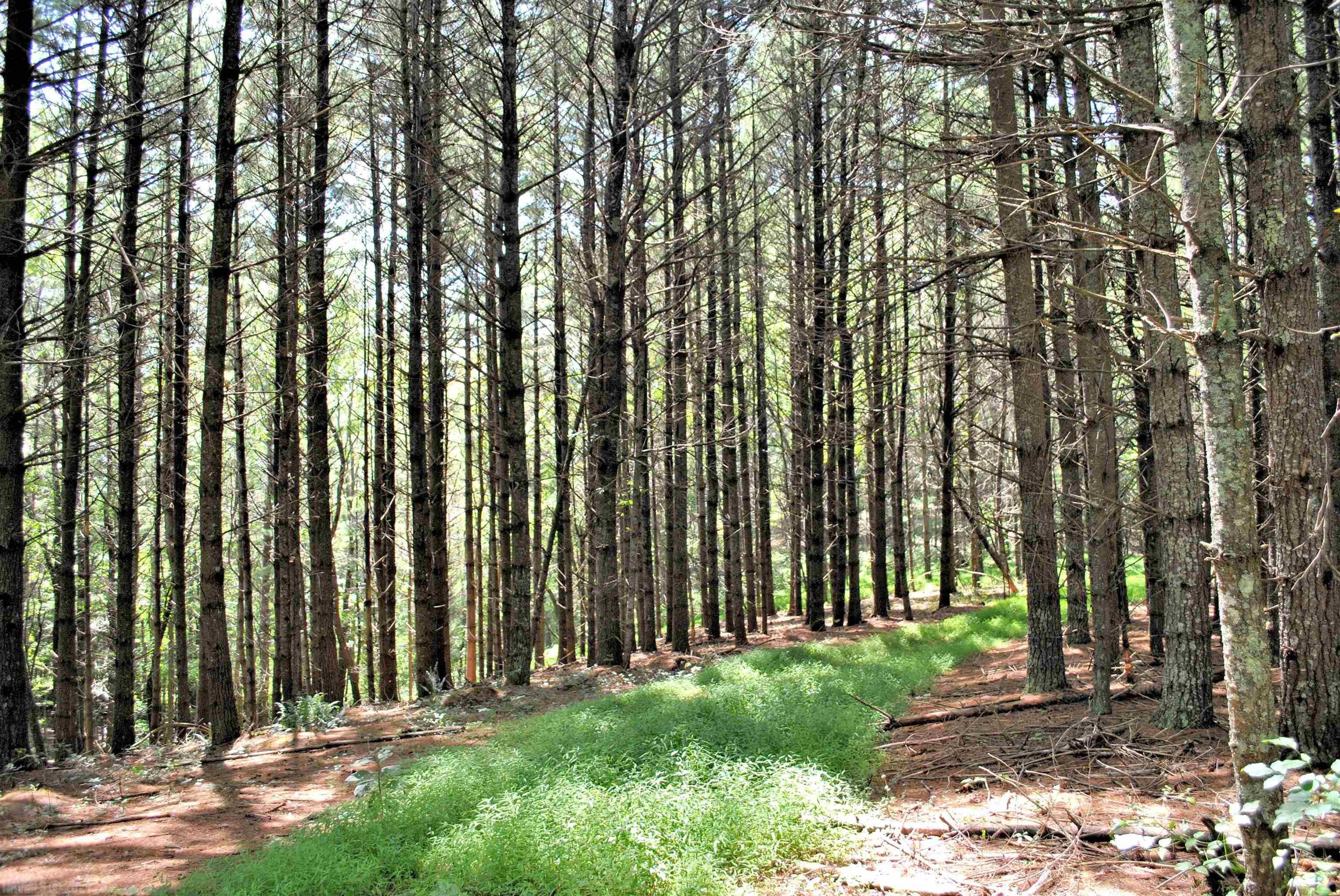 Tbd 153.054-ac Tbd 153.054-ac Chestnut Ridge Road Riner, VA 24149 - Photo 5 of 31 Gallery Image 5