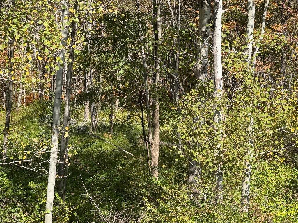 765 Laurel Run Road Reynoldsville, PA 15851 - Photo 3 of 8