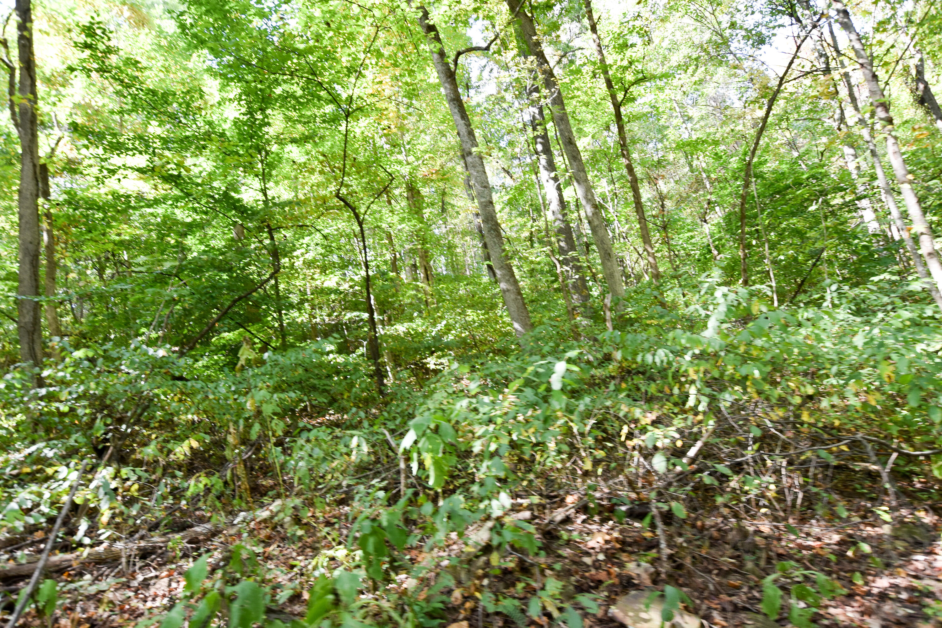 2390 Beechy Creek Road Wallingford, KY 41093 - Photo 41 of 89 DSC_0102