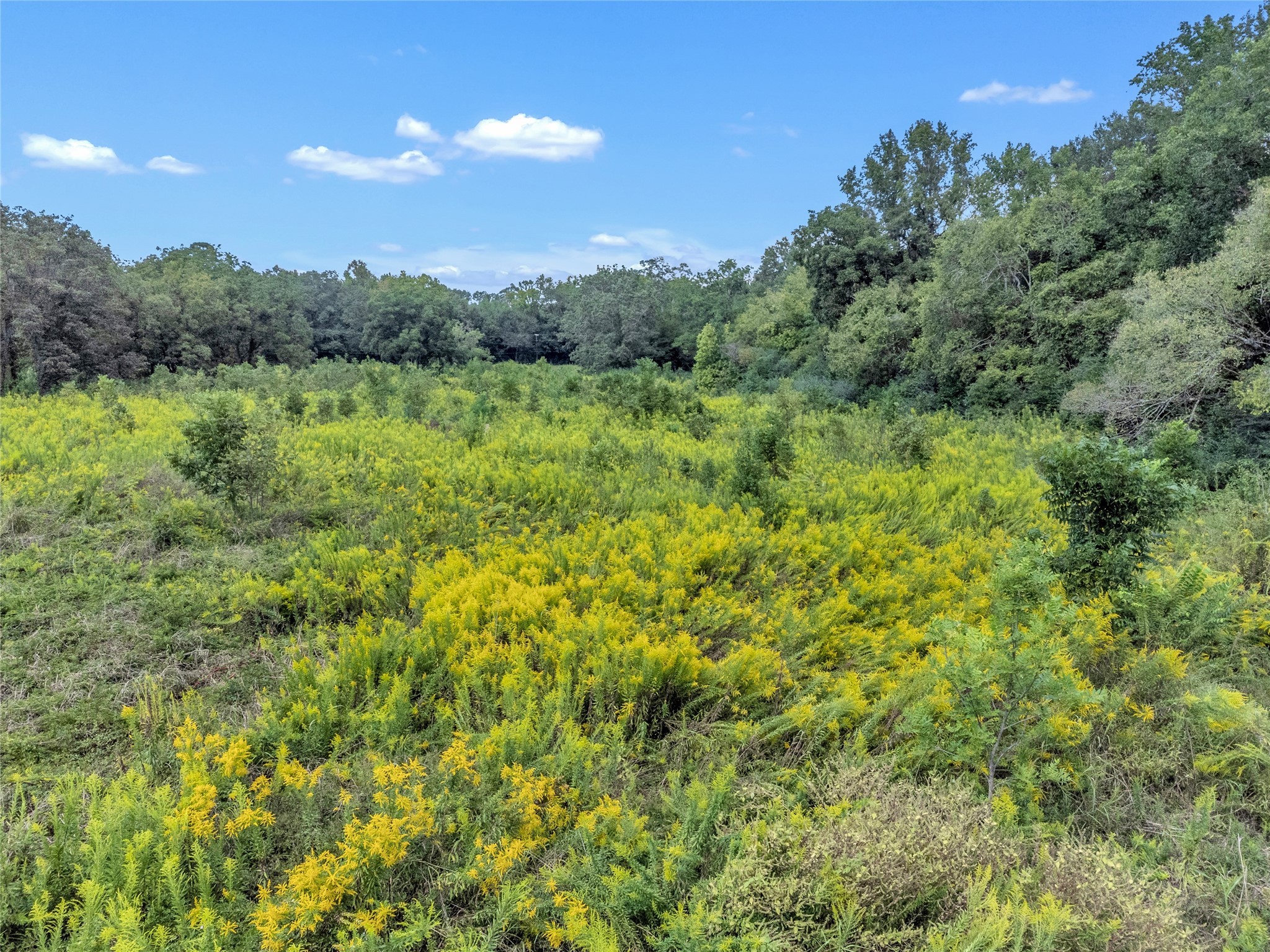 Tbd Crockett Street Rusk, TX 75785 - Photo 16 of 17 a view of a lush green forest with large trees