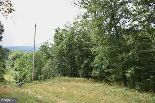a view of a forest with a tree